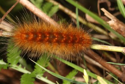 Hodges#8137 * Virginian Tiger Moth