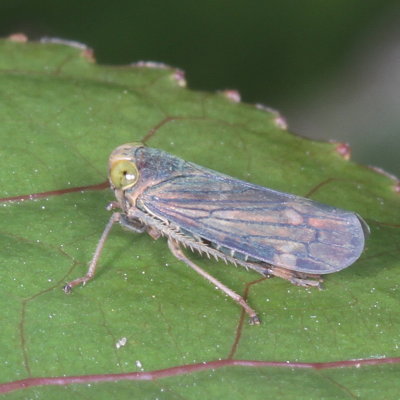 Jikradia olitoria