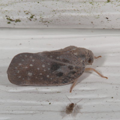 Metcalfa pruinosa