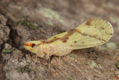 Otiocerus wolfii