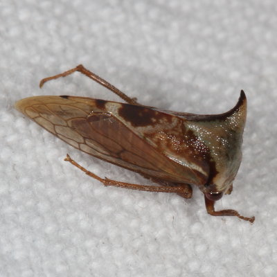  Stictocephala albescens