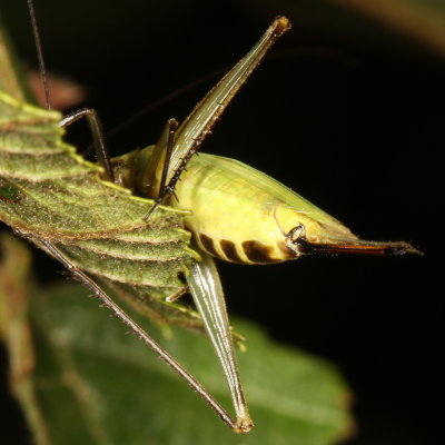 Oecanthus nigricornis