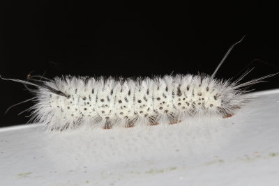 Hickory Tussock Moth