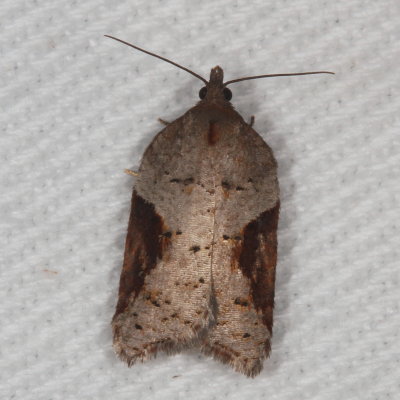 Hodges#3506 * Acleris macdunnoughi