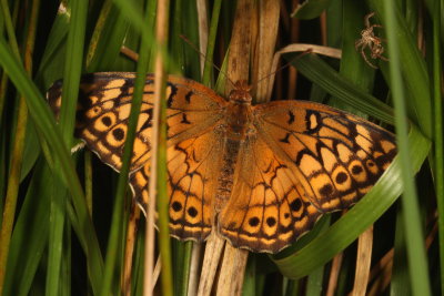 Variegated Fritillary