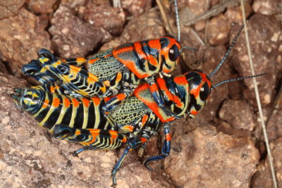 Dactylotum bicolor * Rainbow Grasshopper