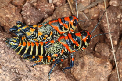 Rainbow Grasshopper