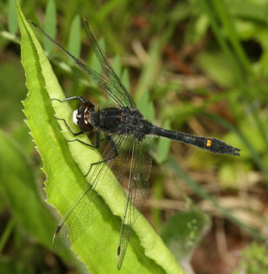Dot-Tailed Whiteface ♂