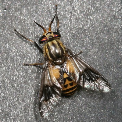 Flies : Diptera