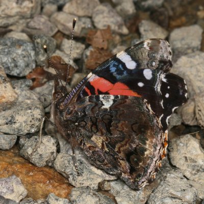 Red Admiral