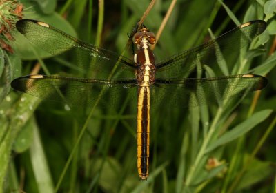 Spangled Skimmer ♀