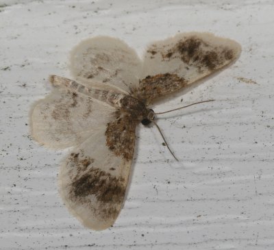 Hodges#7420 * Carpet Moth * Hydrelia condensata