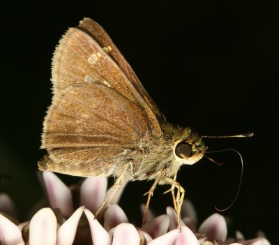 Little Glassywing