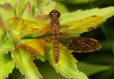 Eastern Amberwing ♂