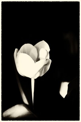 tulips_vintage