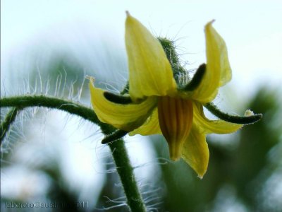 fleur de tomate cerise - flower Cherry tomatoe