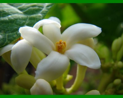 fleur papayer mâle - pawpaw flower