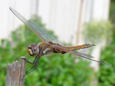 libellule-dragonfly