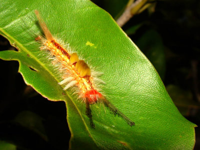 chenille - caterpillar