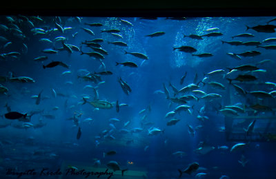 the biggest aquarium with sharks...