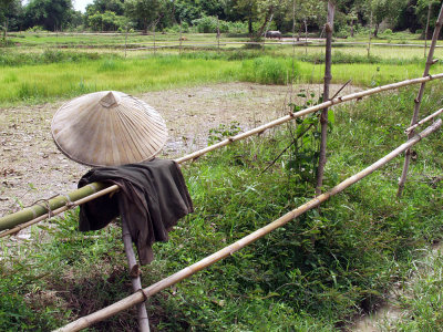 Paddy rice and hat