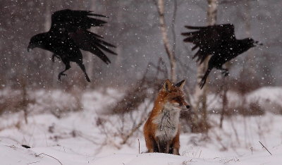 _MG_0501.JPG