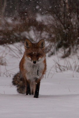 _MG_0502.JPG