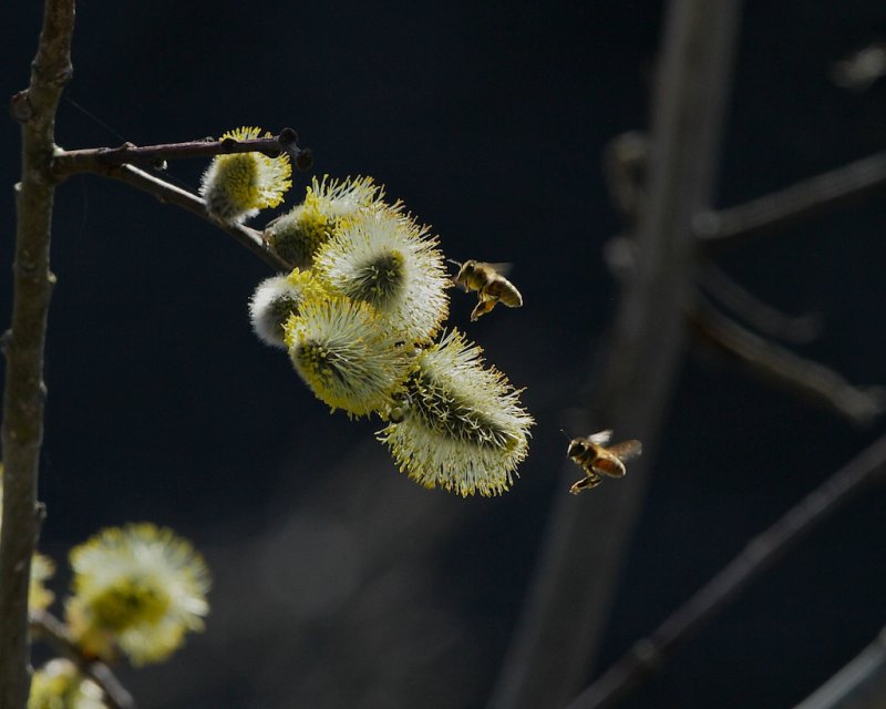 Willow and bees.
