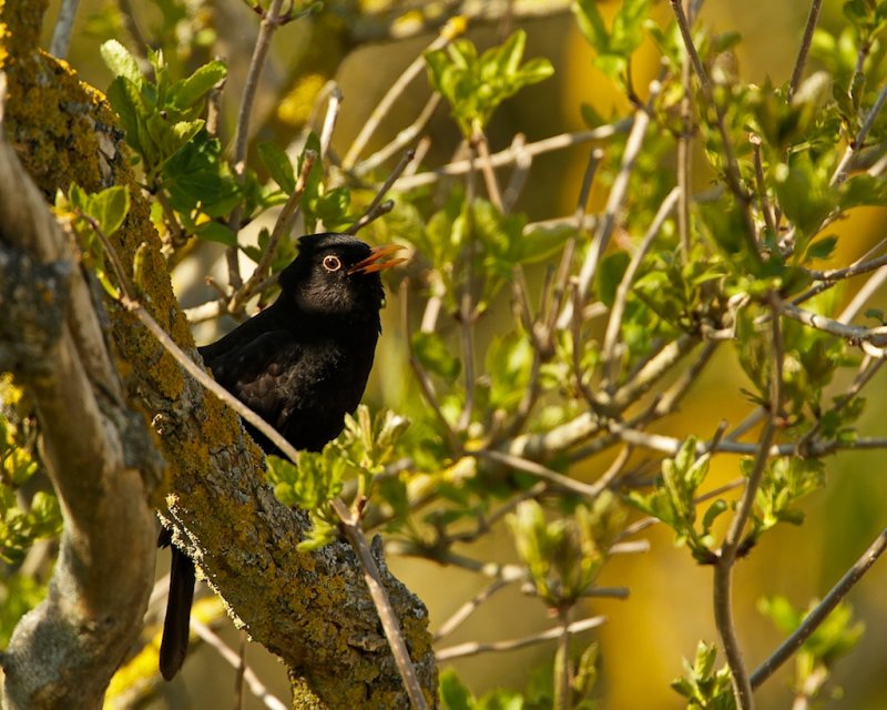 Common Blackbird singing