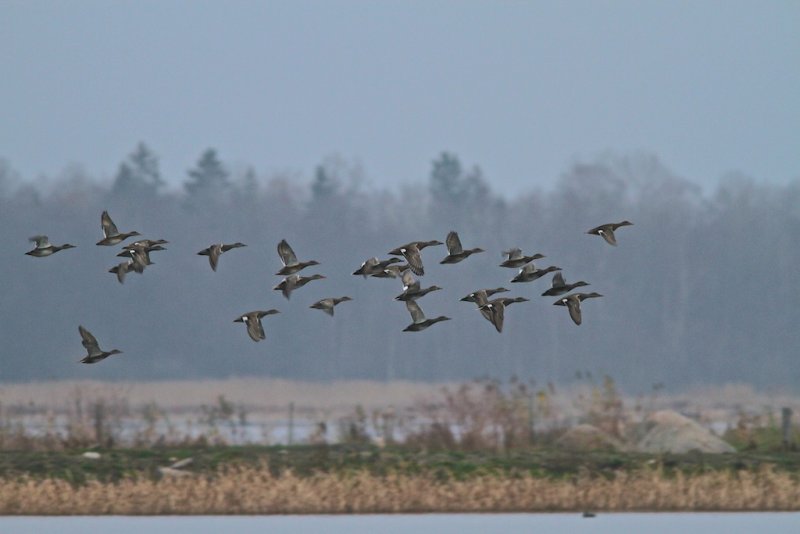 Gadwall/Snatterand