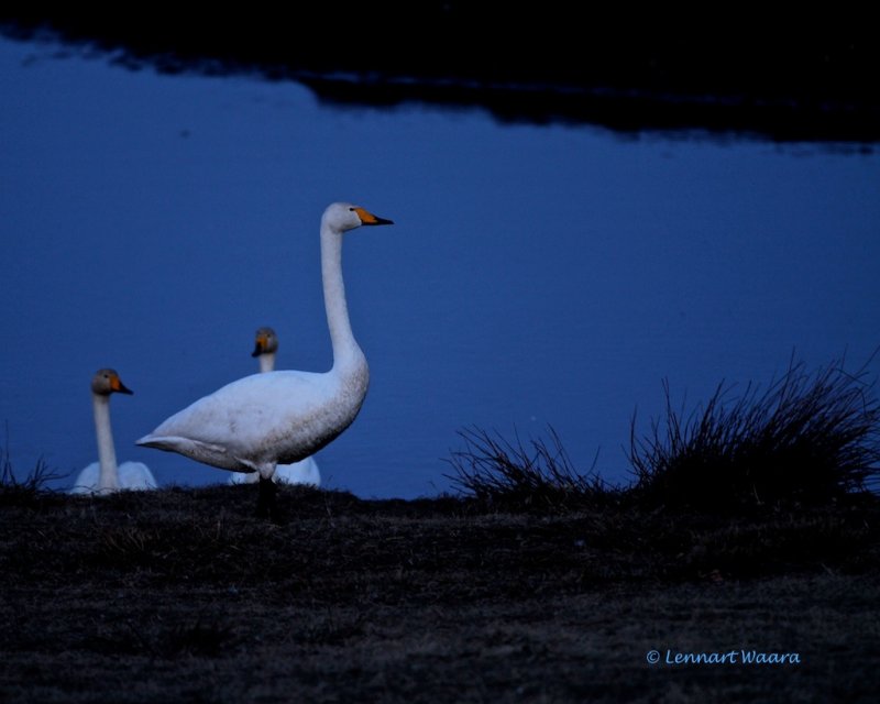 Whopper Swan/Sngsvan in evening light.