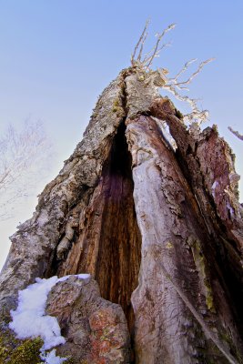 Dead birch.