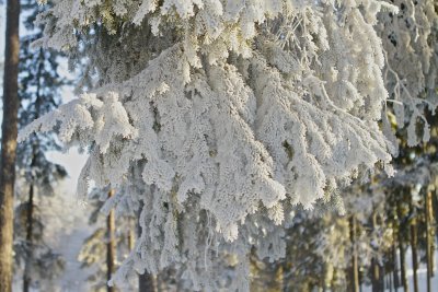 Ice on spruce.