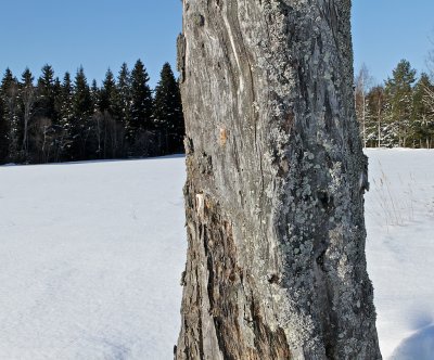 Dead birch.