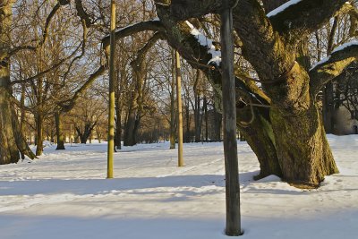 Oscarsparken - the old tree.