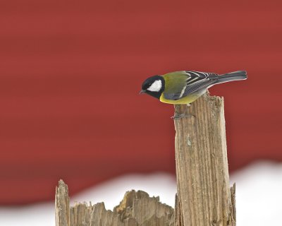 Great tit against red wall