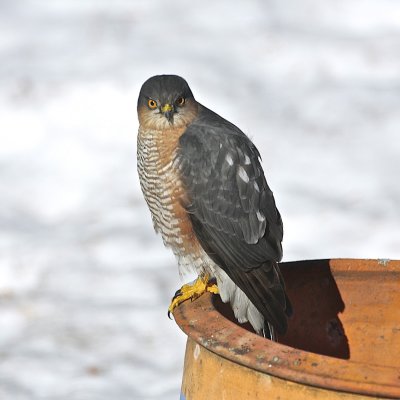 Eurasian Sparrowhawk (ad. male) on his daily visit. 