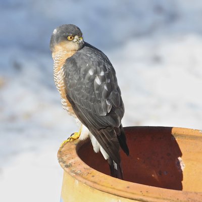 Eurasian Sparrowhawk (adult male).