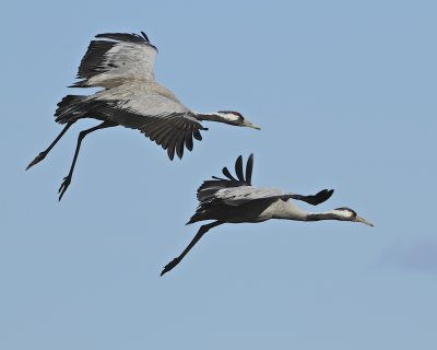 Common Crane.