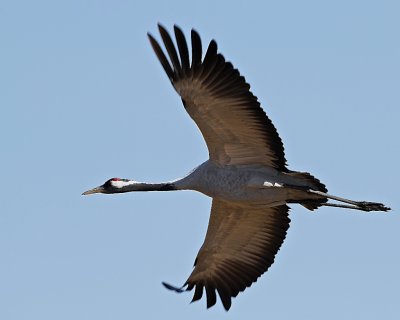 Common Crane