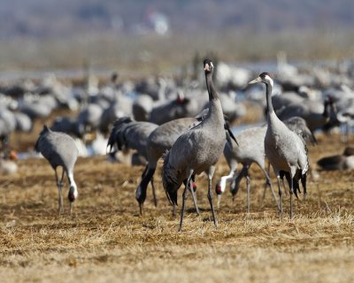 Common Crane.