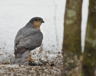 Sparrow Hawk with a captured siskin.