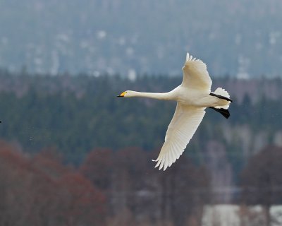 Whooper Swan 