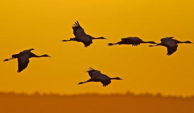 Common Cranes in early morning sun.