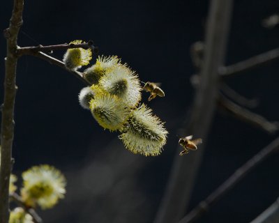 Willow and bees.