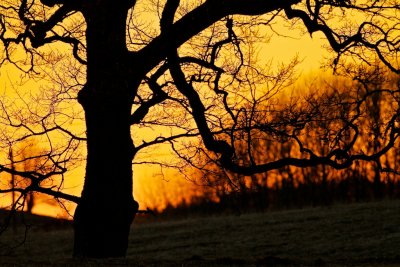 The Oak in evening light.