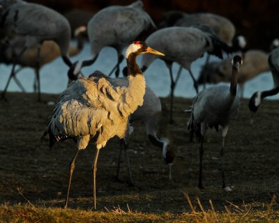 Common Crane in evening light.