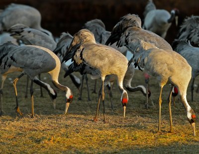 Common Crane in evening light