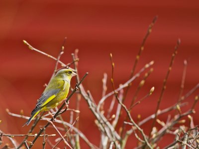 Greenfinch