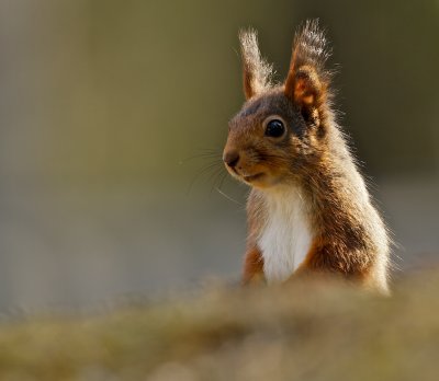 Squirrel